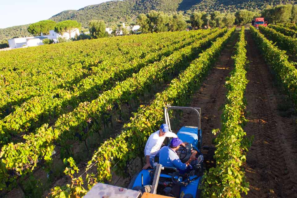 Vendemmia 2014