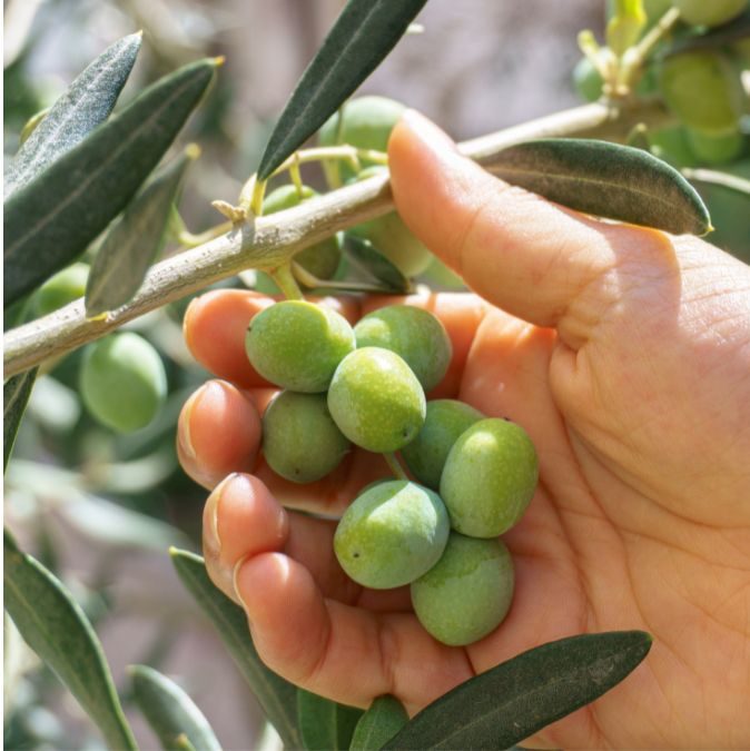 olive